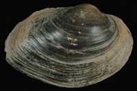 藏品(圓蚌)的圖片